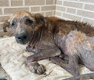 One Woman, Thousands of Strays - Help Sally Keep them Alive